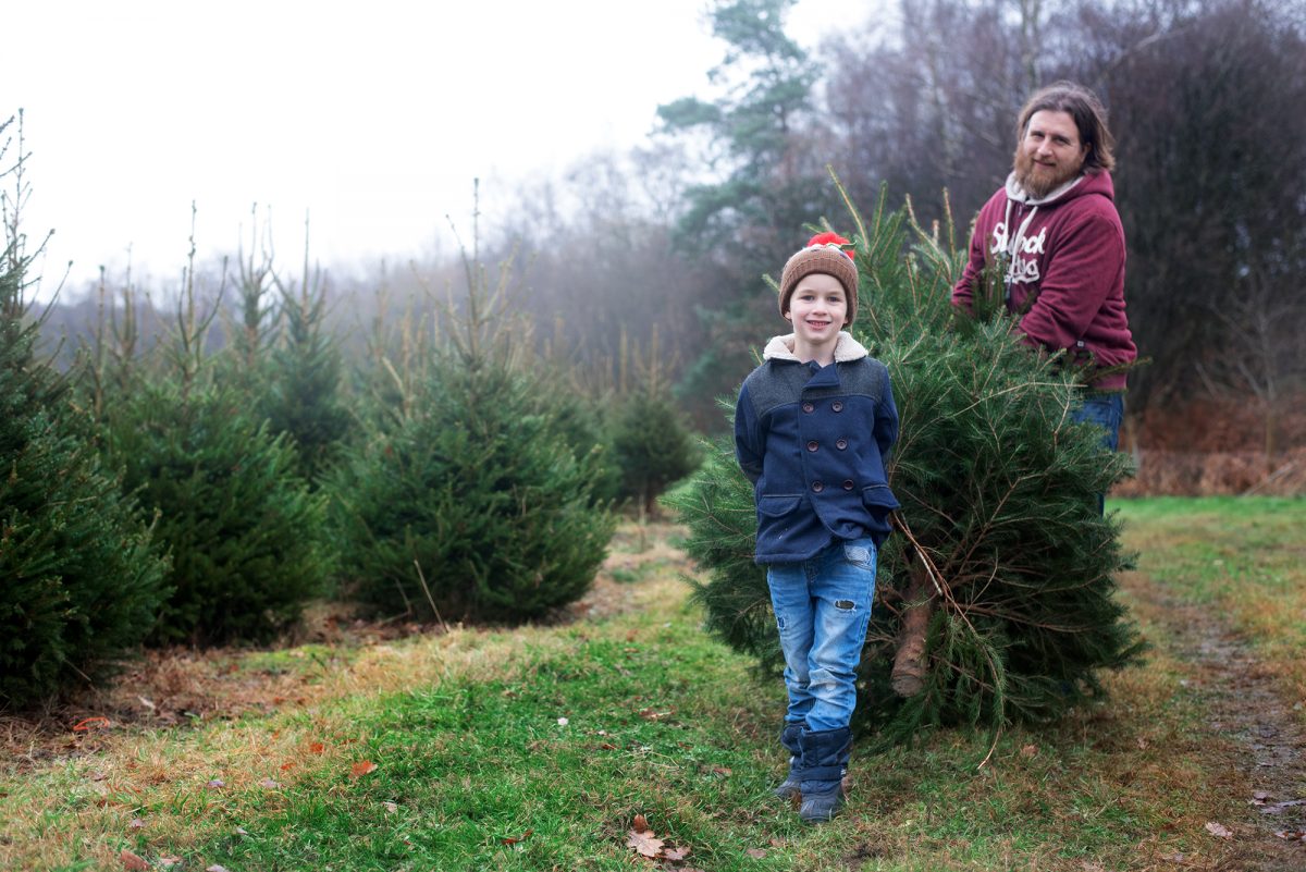 Christmas tree farm england hampshire