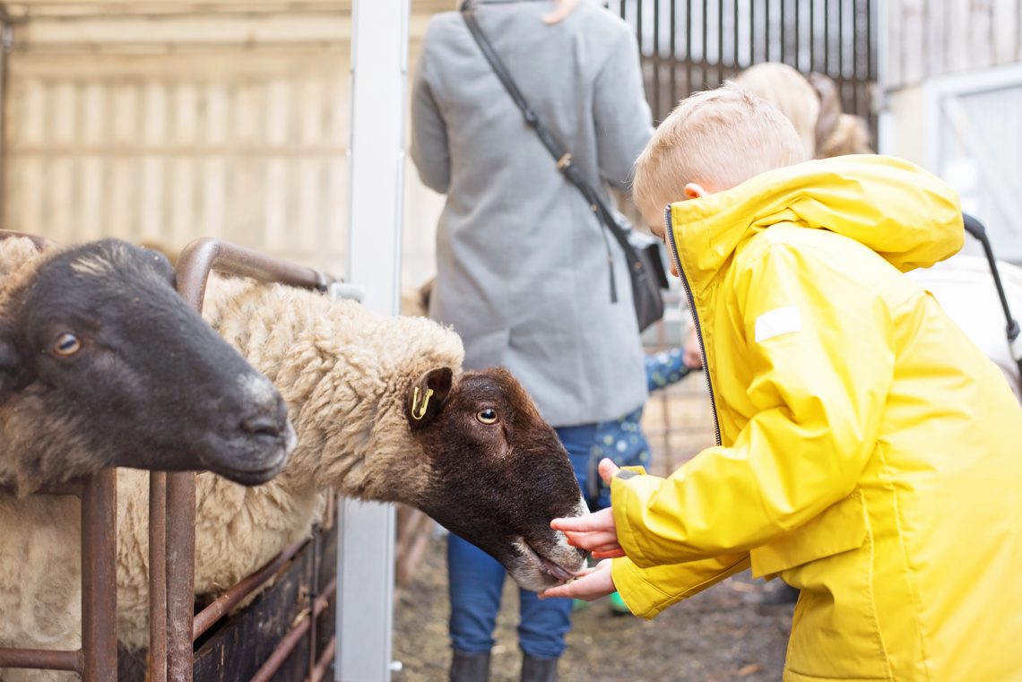 FUN ON THE FARM WITH NEXT KIDS AND BOCKETTS FARM