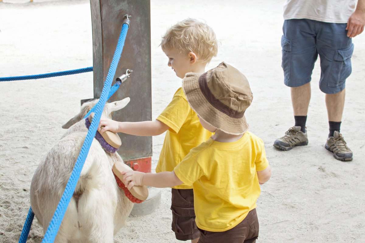 Disney's Animal Kingdom Theme Park Rafiki's Planet Watch Affection Section Conservation Station  Goats